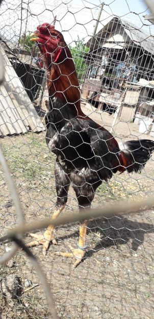  - Combatant malaez 2018-2019