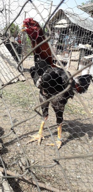  - Combatant malaez 2018-2019