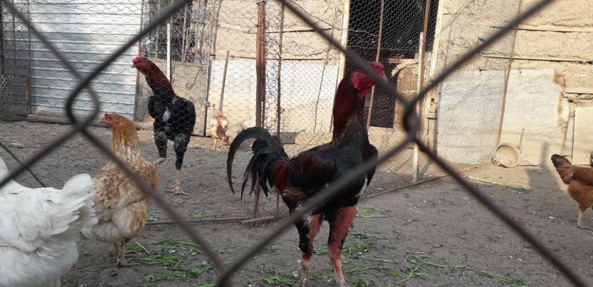  - Combatant malaez 2018-2019