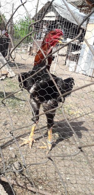  - Combatant malaez 2018-2019