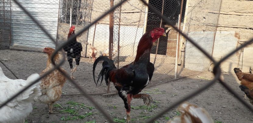  - Combatant malaez 2018-2019