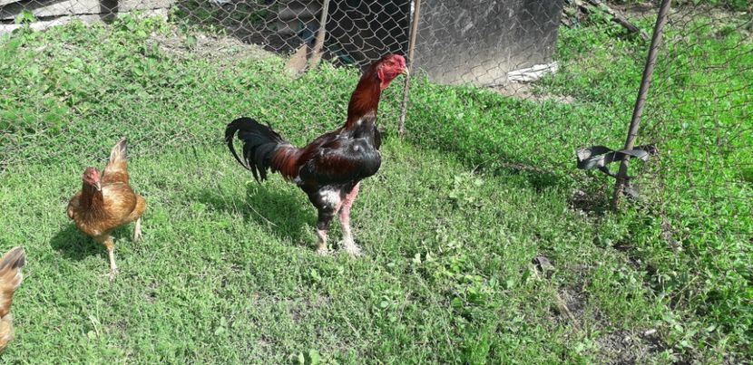  - Combatant malaez 2018-2019