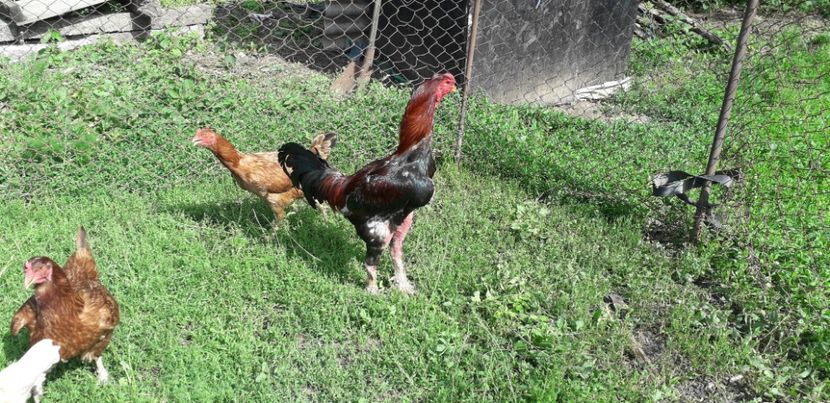  - Combatant malaez 2018-2019