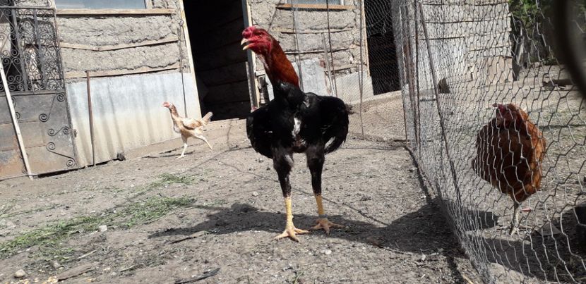  - Combatant malaez 2018-2019