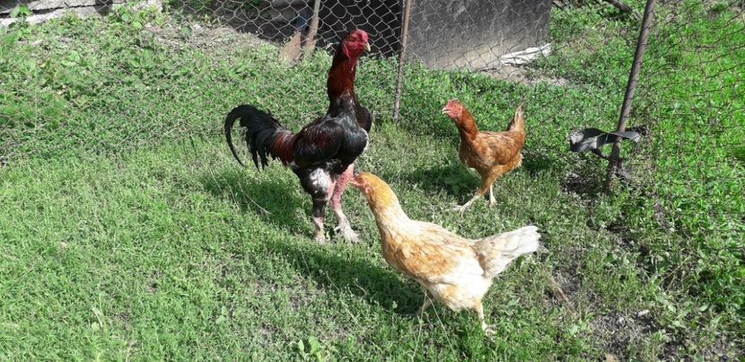  - Combatant malaez 2018-2019