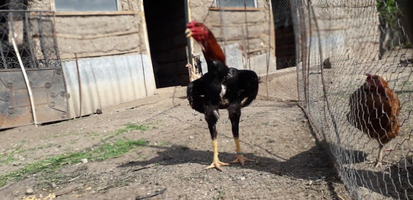  - Combatant malaez 2018-2019