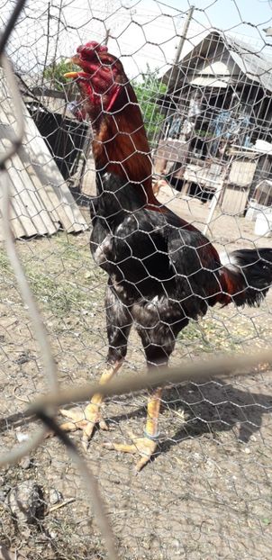  - Combatant malaez 2018-2019