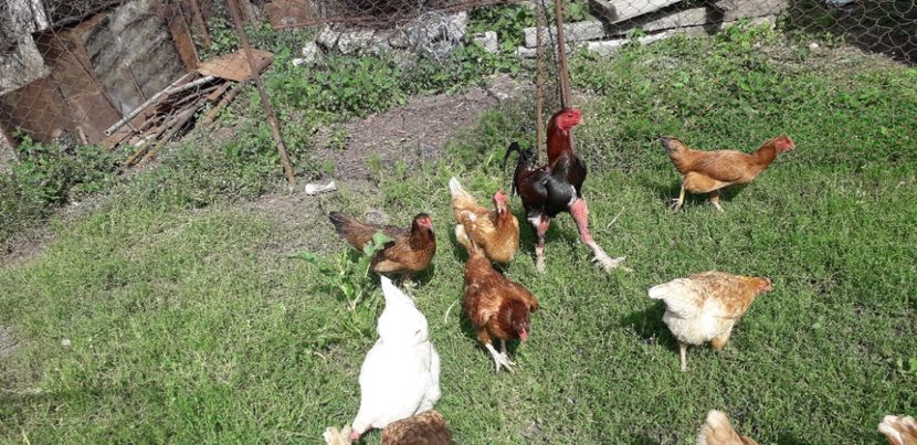  - Combatant malaez 2018-2019