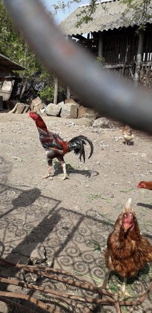  - Combatant malaez 2018-2019