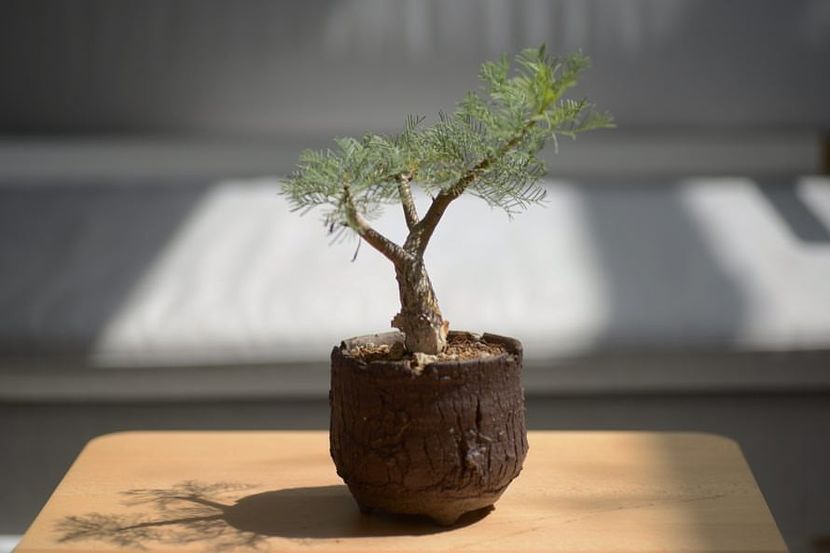 Commiphora kraeuseliana - Whish list pentru viata urmatoare1