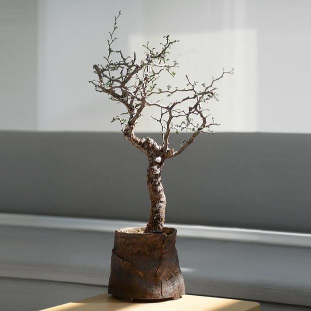 Commiphora kraeuseliana - Whish list pentru viata urmatoare1