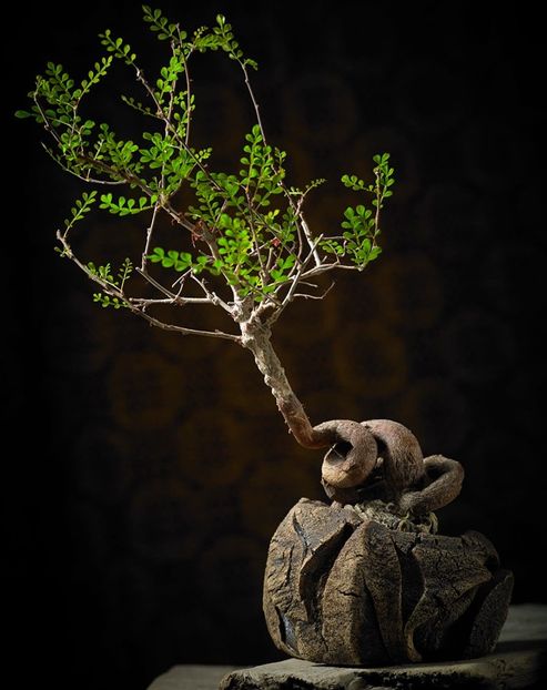 Mark Follon: Operculicarya decaryi - Vase - aranjamente - accesorii