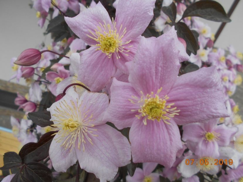  - 2Clematite 2019