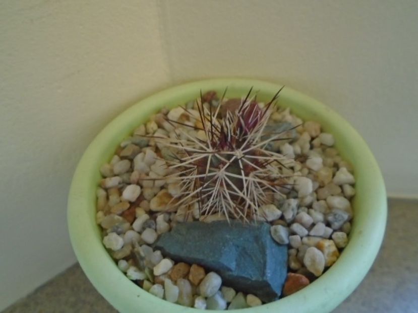 Echinocereus viridiflorus v. davisii, boboc - Cactusi 2019