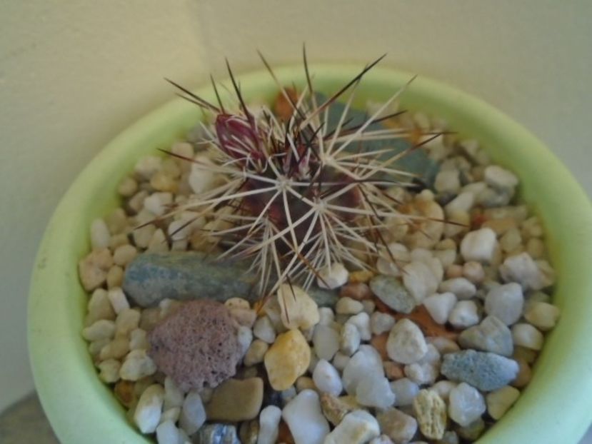 Echinocereus viridiflorus v. davisii - Cactusi 2019