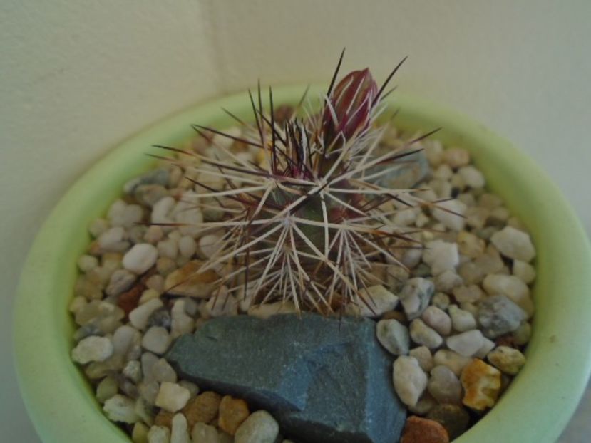 Echinocereus viridiflorus v. davisii - Cactusi 2019