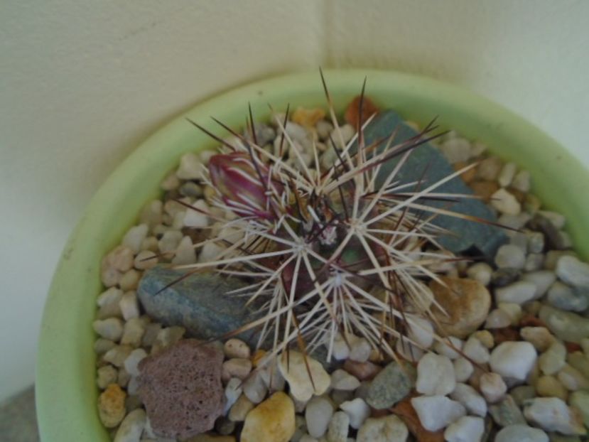 Echinocereus viridiflorus v. davisii - Cactusi 2019