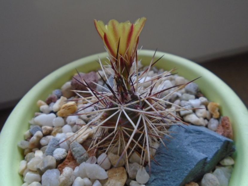 Echinocereus viridiflorus v. davisii - Cactusi 2019