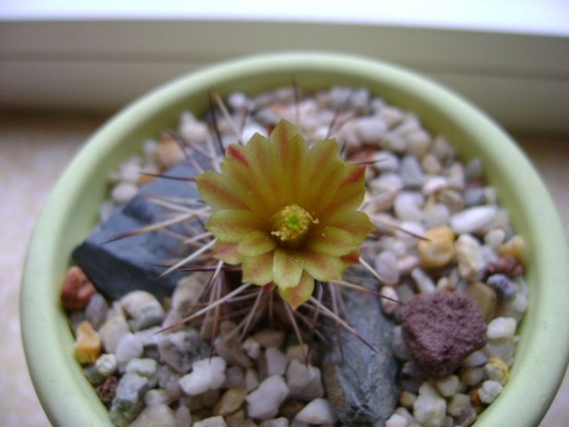 Echinocereus viridiflorus v. davisii - Cactusi 2019