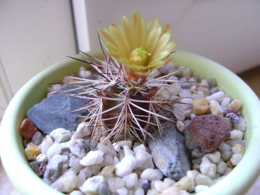 Echinocereus viridiflorus v. davisii - Cactusi 2019
