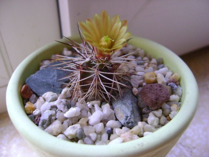 Echinocereus viridiflorus v. davisii - Cactusi 2019