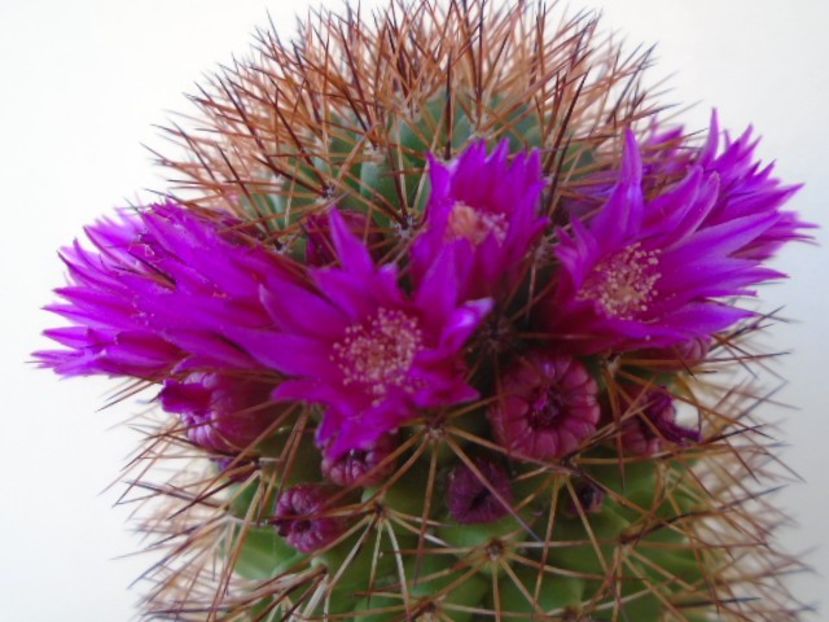 Mammillaria backebergiana - Cactusi 2019