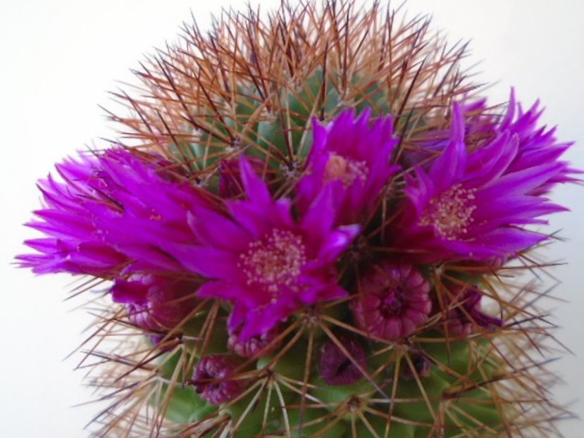 Mammillaria backebergiana - Cactusi 2019