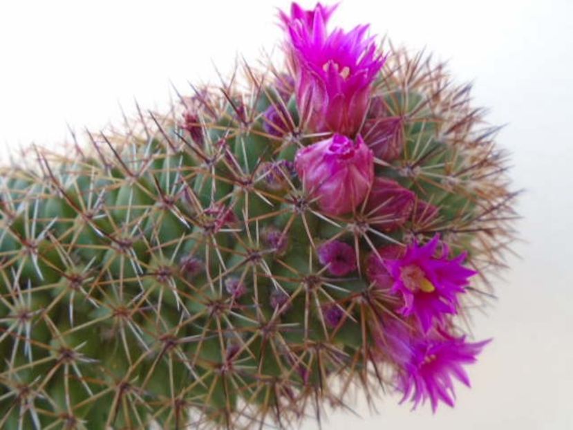 Mammillaria backebergiana - Cactusi 2019