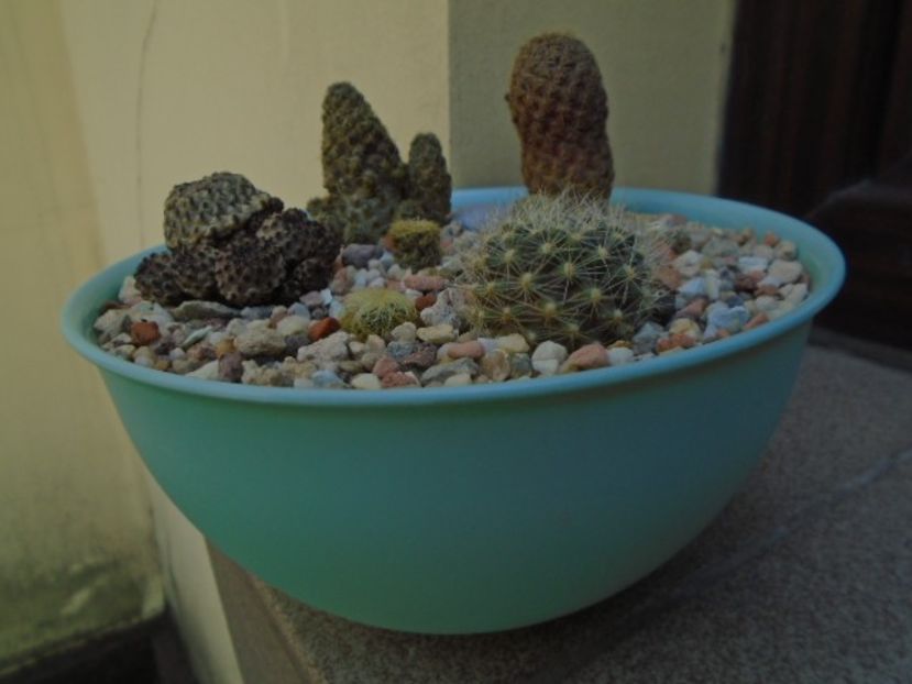 Grup de 8 Sulcorebutia - Cactusi 2018 final de an