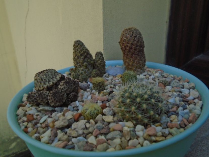 Grup de 8 Sulcorebutia - Cactusi 2018 final de an