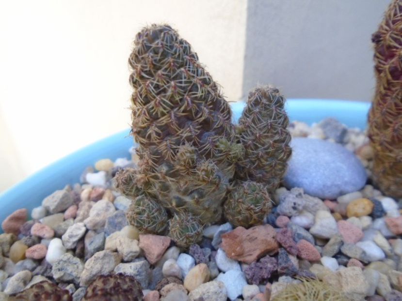 Sulcorebutia taratensis - Cactusi 2018 final de an