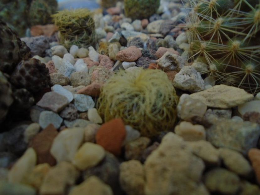 Sulcorebutia patriciae - Cactusi 2018 final de an