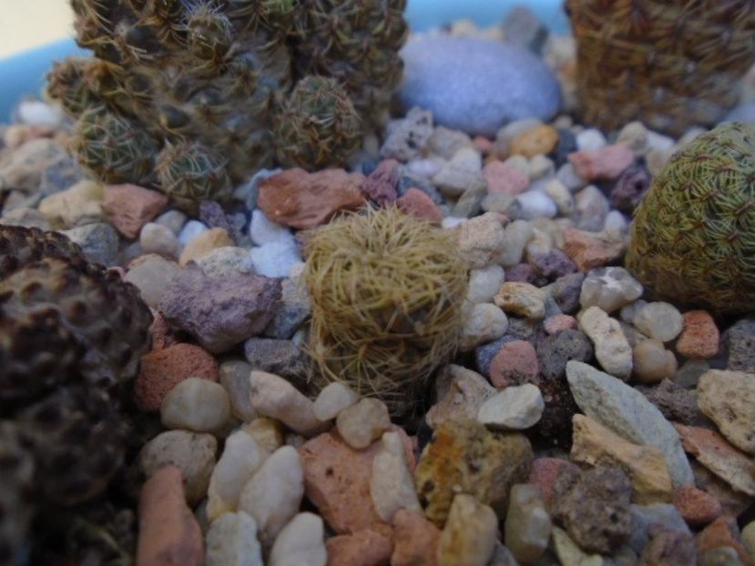 Sulcorebutia roberto-vasquezii, LH 1424 - Cactusi 2018 final de an