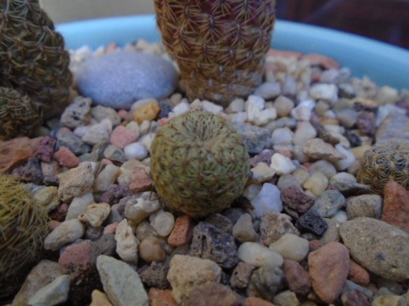 Sulcorebutia heliosoides, MS 511 - Cactusi 2018 final de an