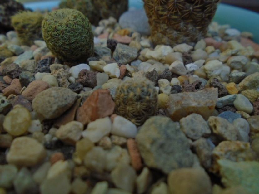 Sulcorebutia langeri, KHM 0030 North of Vallegrande, Santa Cruz - Cactusi 2018 final de an