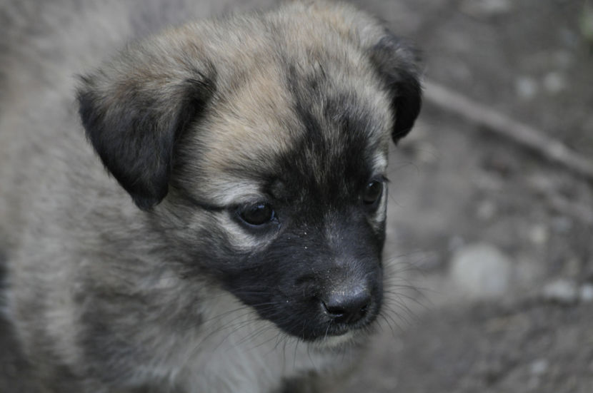 _DSC0215 - a doua generatie