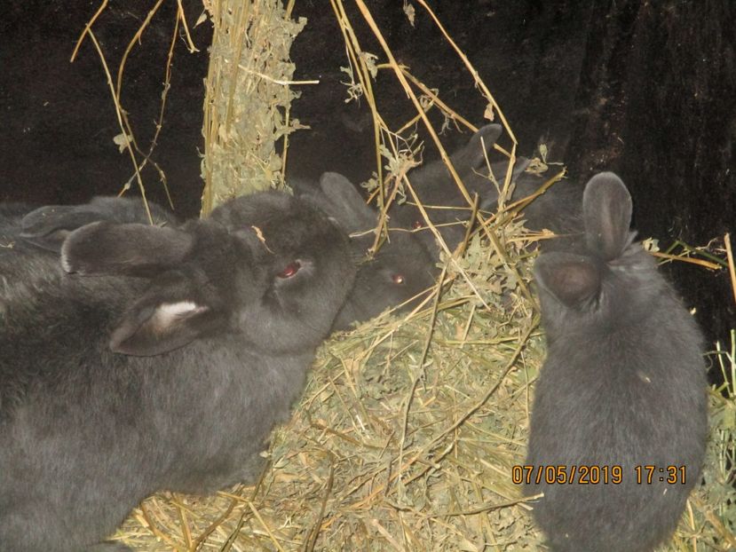 2019 !!! - xxx TINERET 2019 IEPURI