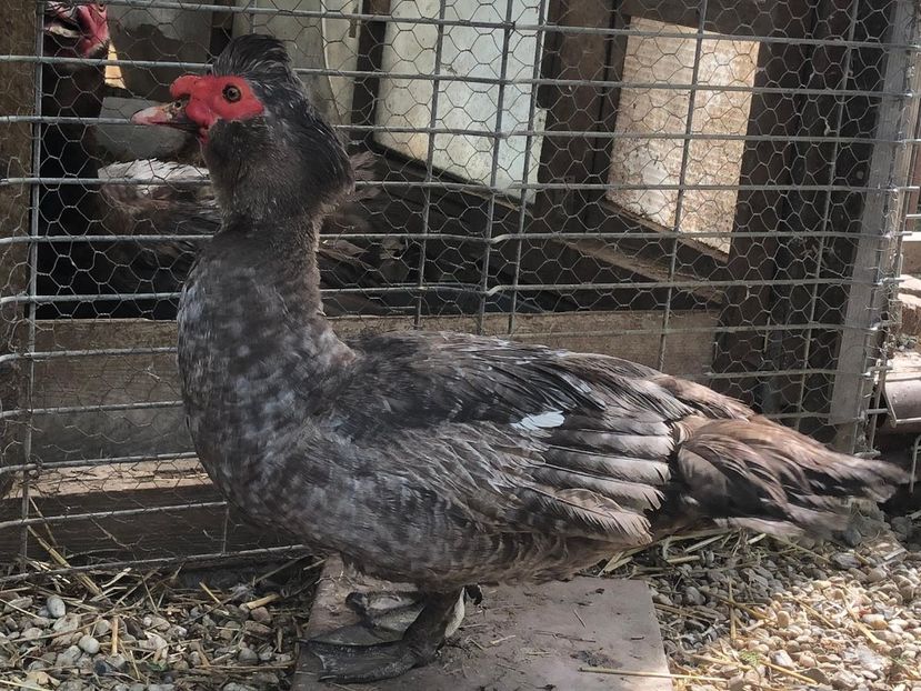 Dark ripple - 0001 rate lesesti matca 2019 lot 1