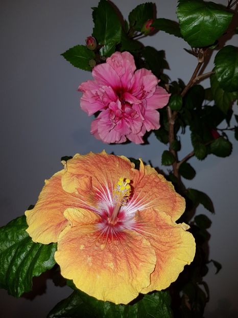  - HIBISCUS 2019
