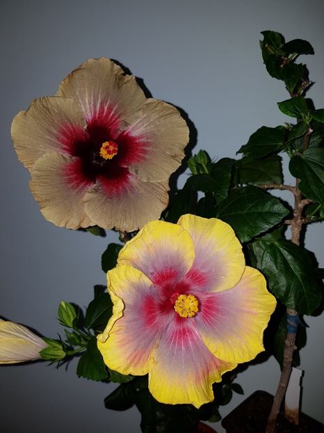  - HIBISCUS 2019