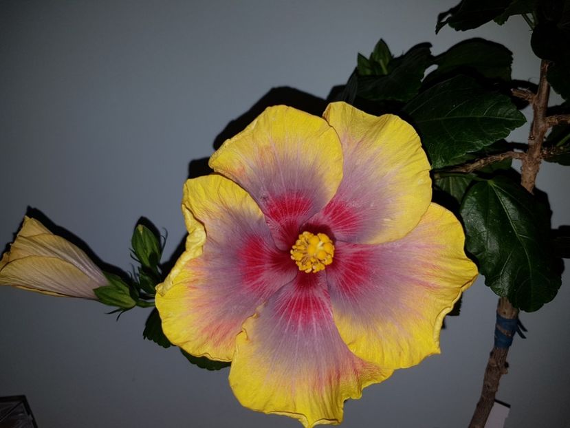  - HIBISCUS 2019