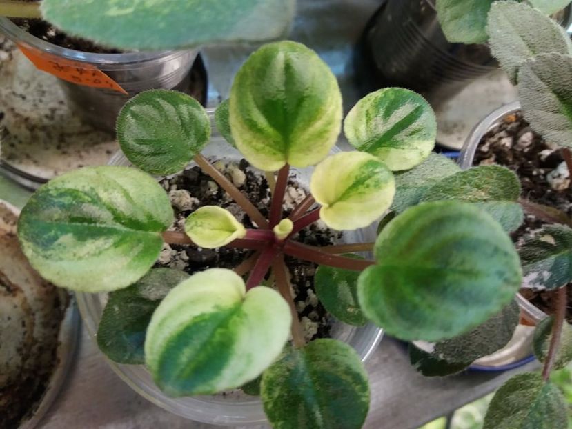  - ZZZMacs Walkabout Uluru