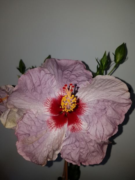  - HIBISCUS 2019