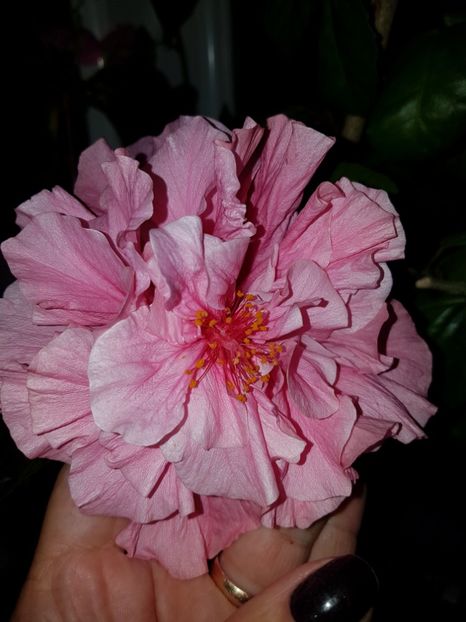  - HIBISCUS 2019