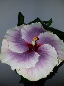 112039054_IWUHOHG3 - HIBISCUS 2019