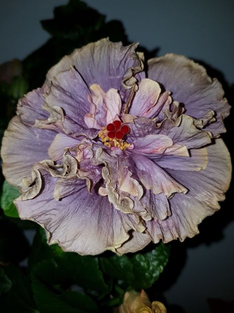  - HIBISCUS 2019