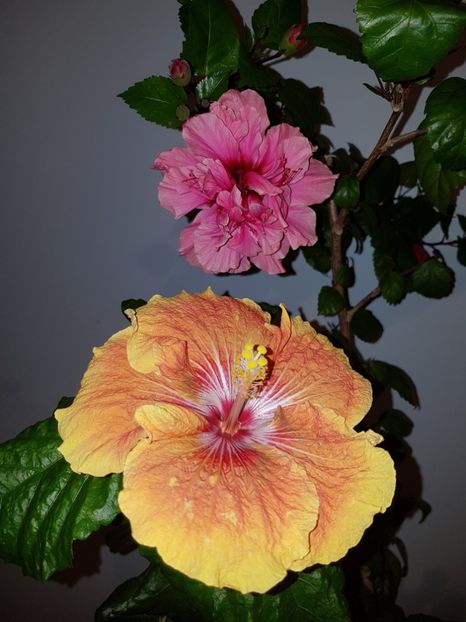 - HIBISCUS 2019
