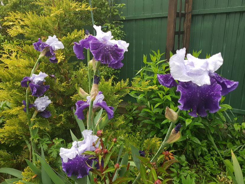  - Pridvor si Idilic garden