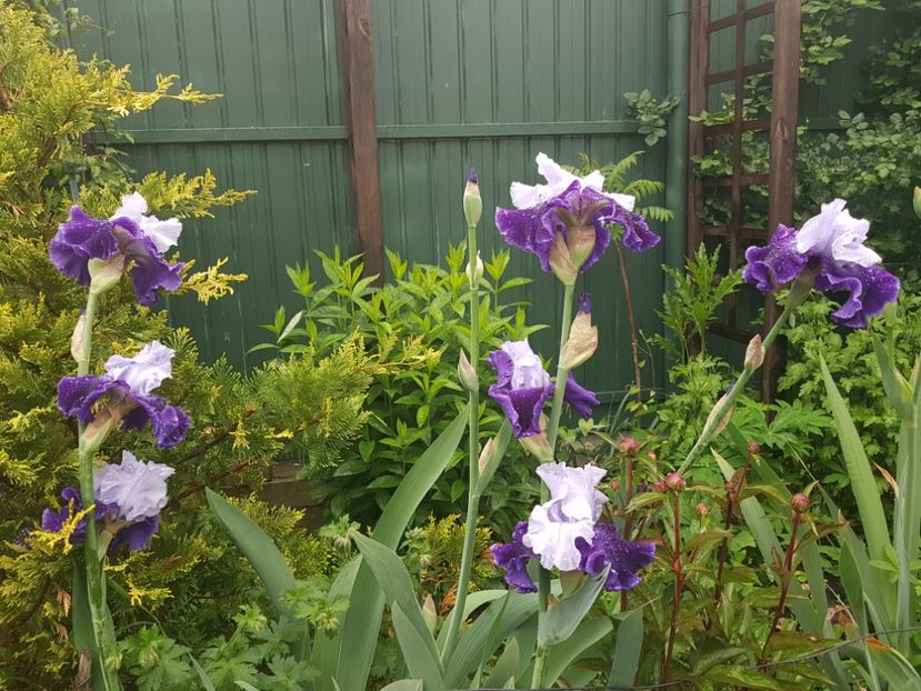  - Pridvor si Idilic garden