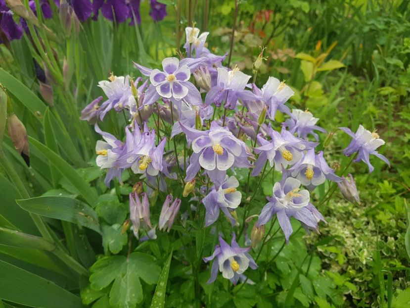  - Pridvor si Idilic garden